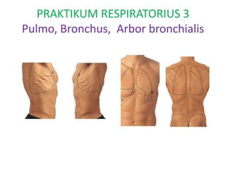 PRAKTIKUM RESPIRATORIUS 3
Pulmo, Bronchus, Arbor bronchialis
 
