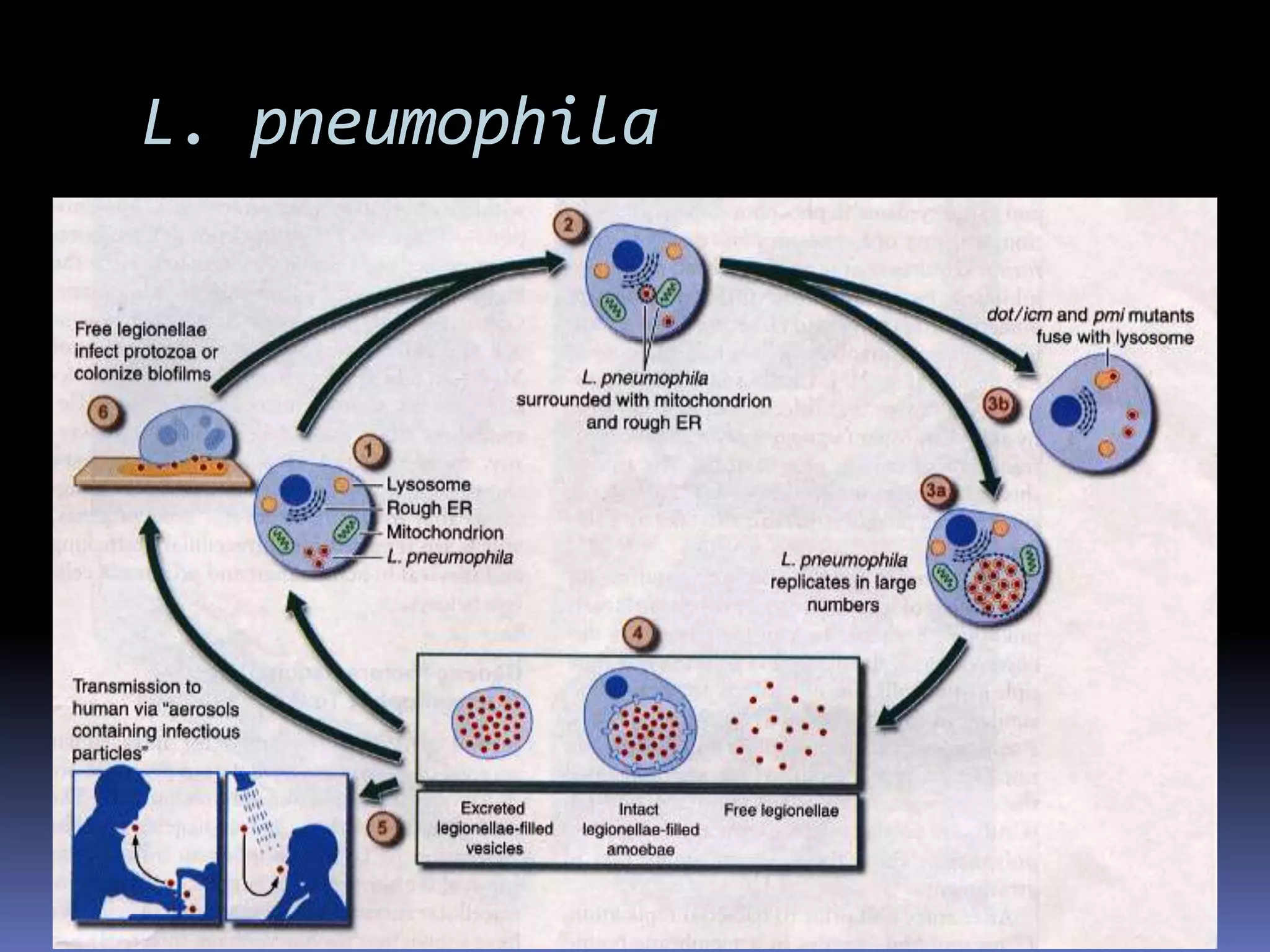 MICROPARA- RESPIRATORY INFECTIONby Dr Sonnie Talavera