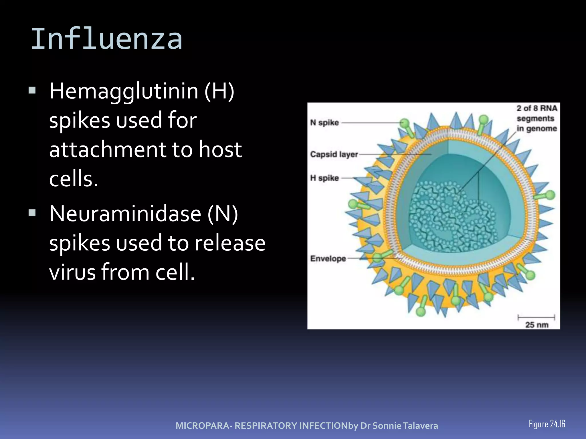 Psittacosis (Ornithosis) Chlamydophilapsittaci – gram negative intracellular bacteria   and is transmitted by contact with contaminated droppings and exudates of fowl.Elementary bodies allow the bacteria to survive outside a host.s/sx: fever, headache , chills, some with delirium and disorientationMICROPARA- RESPIRATORY INFECTIONby Dr Sonnie Talavera