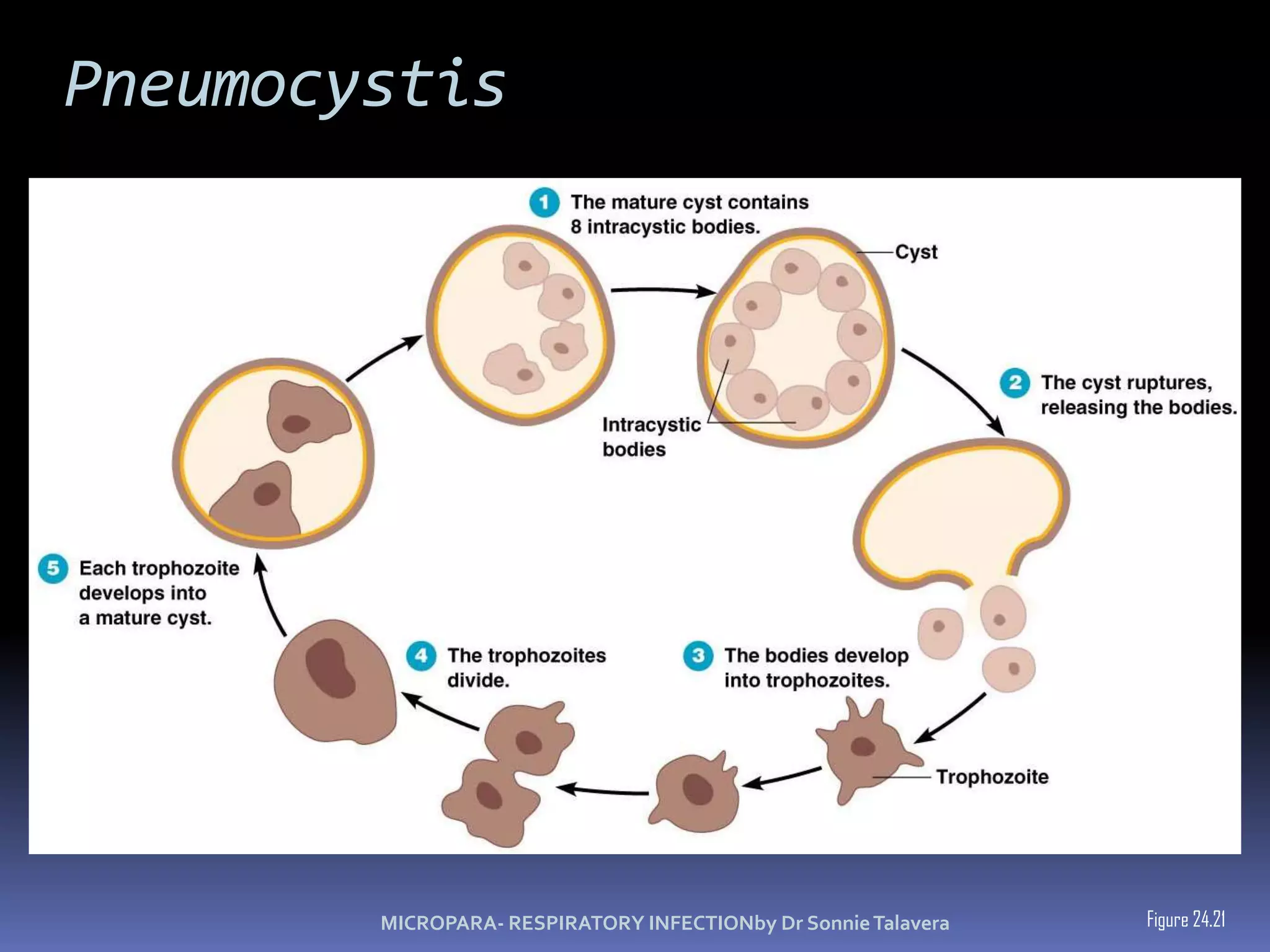 153RISK FACTORShistory of recent travel to China, Hong Kong, or Taiwan or close contact w/ ill persons with a hx of recent travel to such areas, ORIs employed in an occupation at particular risk for SARS exposure, i.e. healthcare worker with direct patient contact or a worker in a laboratory that contains live SARS, ORIs part of a cluster of cases of atypical pneumonia without an alternative diagnosis
