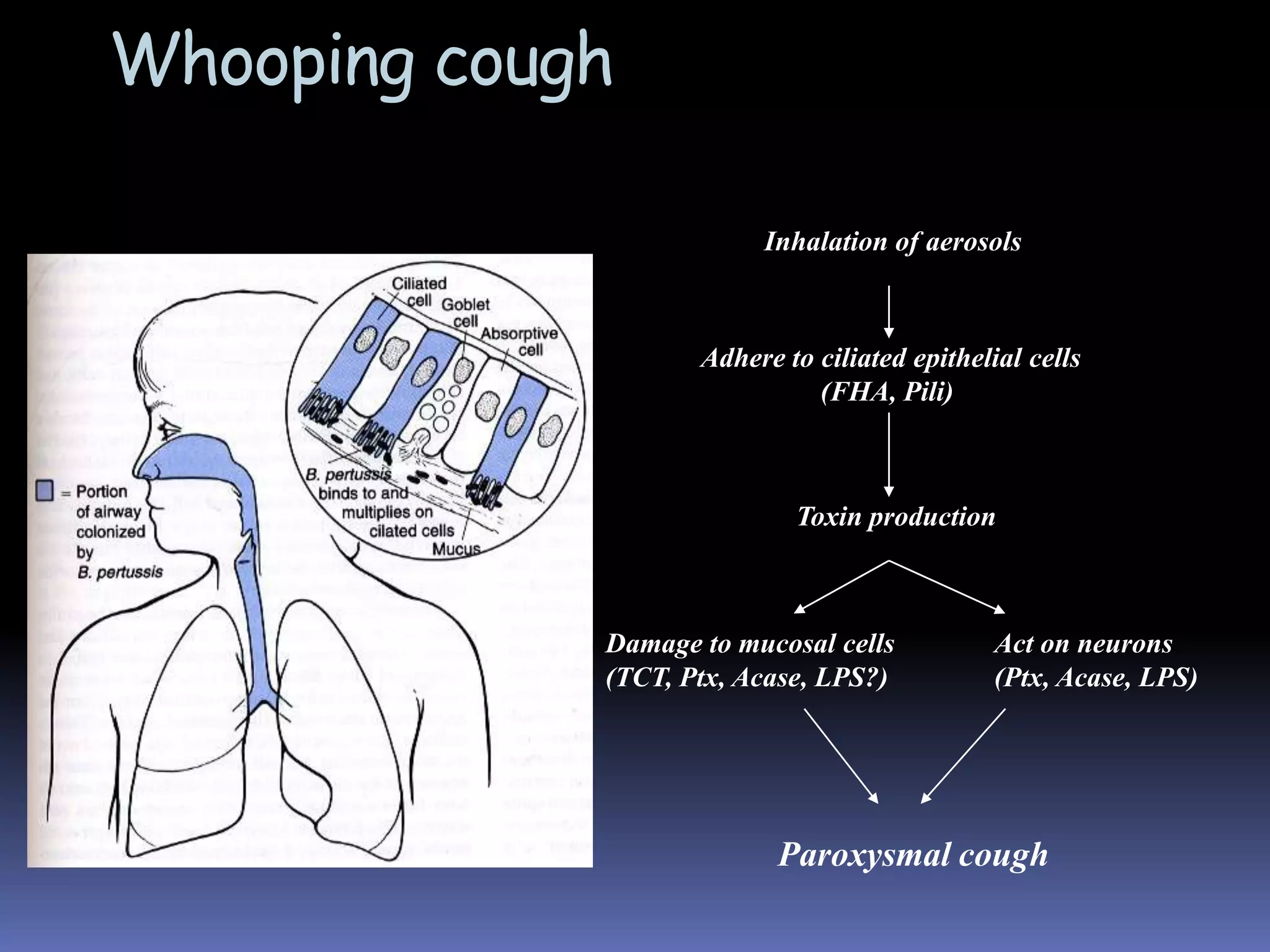 The Common Cold Colds are most often transmitted by indirect contact.Rhinoviruses grow best slightly below body temperature.The incidence of colds increases during cold weatherAntibodies are produced against the specific viruses.MICROPARA- RESPIRATORY INFECTIONby Dr Sonnie Talavera