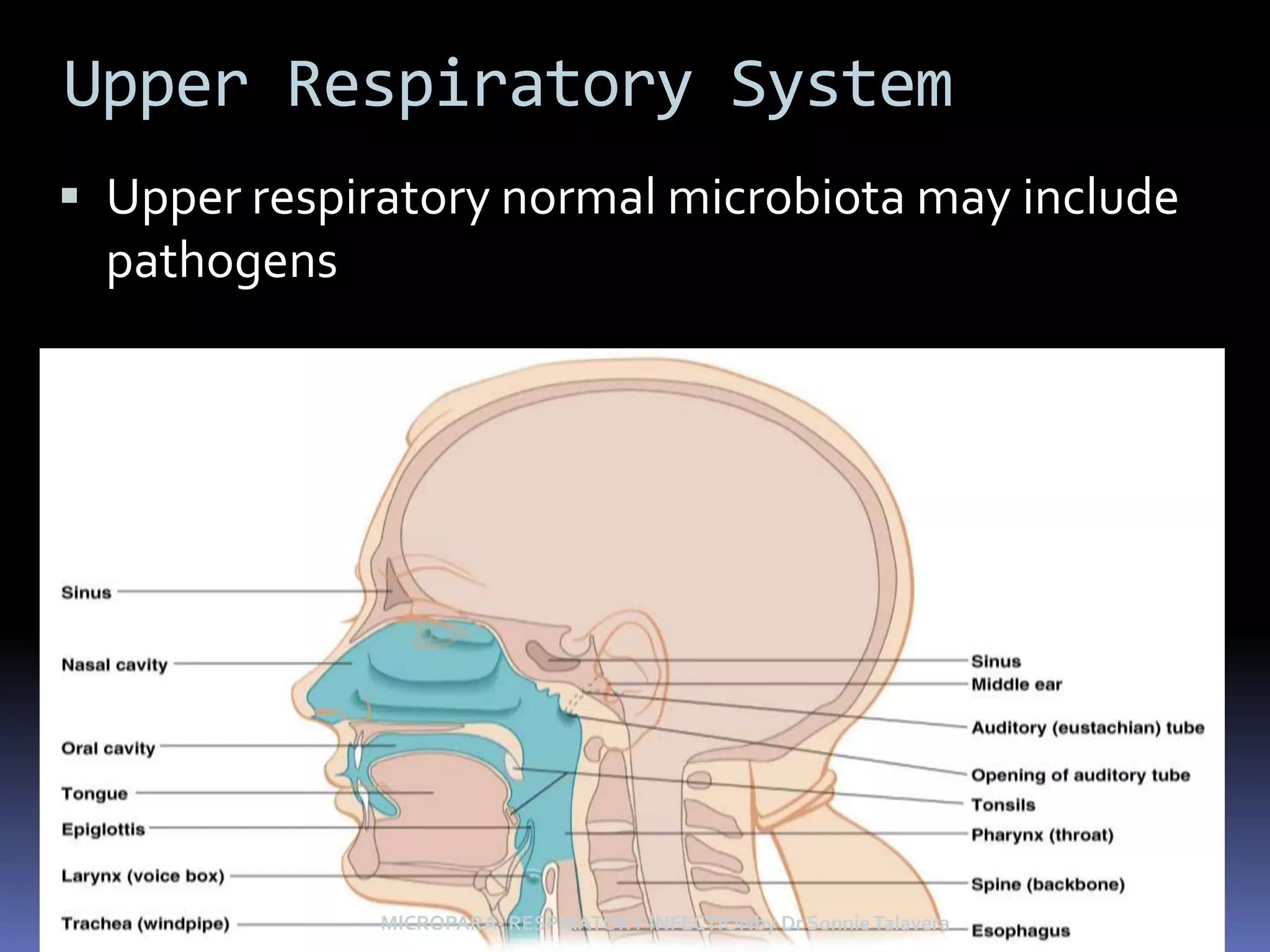 Upper Respiratory SystemUpper respiratory normal microbiota may include pathogensFigure 24.1MICROPARA- RESPIRATORY INFECTIONby Dr Sonnie Talavera