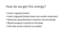 How do we get this energy?
• Food is ingested (eaten)
• Food is digested (broken down into smaller molecules)
• Molecules absorbed (from intestines into the blood)
• Blood transports nutrients to the body
• Cells take up the nutrients as needed
 
