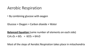 Aerobic Respiration
• By combining glucose with oxygen
Glucose + Oxygen = Carbon dioxide + Water
Balanced Equation (same number of elements on each side)
C6H12O6 + 6O2 = 6CO2 + 6H2O
Most of the steps of Aerobic Respiration takes place in mitochondria
 