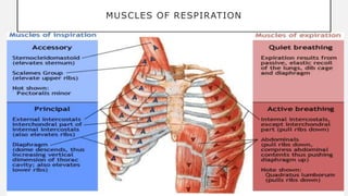 MUSCLES OF RESPIRATION
 