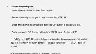 • Central Chemoreceptors
• Lie on the anterolateral surface of the medulla
• Respond primarily to changes in cerebrospinal fluid (CSF) [H+]
• Blood–brain barrier is permeable to dissolved CO2 but not to bicarbonate ions.
• Acute changes in PaCO2 , but not in arterial [HCO3-], are reflected in CSF
• ↑PaCO2 → ↑ CSF [H+] concentration → activate the chemoreceptors → stimulates
adjacent respiratory medullary centers → alveolar ventilation ↑→ PaCO2 ↓ back to
normal.
 
