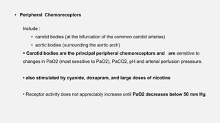• Peripheral Chemoreceptors
Include :
• carotid bodies (at the bifurcation of the common carotid arteries)
• aortic bodies (surrounding the aortic arch)
 Carotid bodies are the principal peripheral chemoreceptors and are sensitive to
changes in PaO2 (most sensitive to PaO2), PaCO2, pH and arterial perfusion presssure.
• also stimulated by cyanide, doxapram, and large doses of nicotine
• Receptor activity does not appreciably increase until PaO2 decreases below 50 mm Hg
 