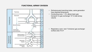FUNCTIONAL AIRWAY DIVISION
• Dichotomously branching tubes, same generation
have identical dimensions
• Conducting zone- 1-16- allows basic gas
transport/ no gas exchange/ 10 % total airway
volume
• Respiratory zone- next 7 divisions/ gas exchange/
surface area 70 m²
 