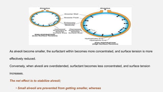 As alveoli become smaller, the surfactant within becomes more concentrated, and surface tension is more
effectively reduced.
Conversely, when alveoli are overdistended, surfactant becomes less concentrated, and surface tension
increases.
The net effect is to stabilize alveoli;
• Small alveoli are prevented from getting smaller, whereas
 