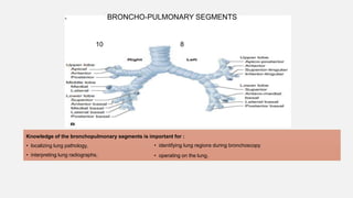 Knowledge of the bronchopulmonary segments is important for :
• localizing lung pathology,
• interpreting lung radiographs,
• identifying lung regions during bronchoscopy
• operating on the lung.
10 8
BRONCHO-PULMONARY SEGMENTS
 
