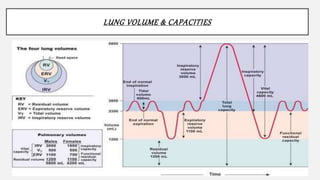 LUNG VOLUME & CAPACITIES
 