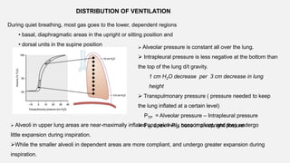 DISTRIBUTION OF VENTILATION
During quiet breathing, most gas goes to the lower, dependent regions
• basal, diaphragmatic areas in the upright or sitting position and
• dorsal units in the supine position  Alveolar pressure is constant all over the lung.
 Intrapleural pressure is less negative at the bottom than
the top of the lung d/t gravity.
1 cm H2O decrease per 3 cm decrease in lung
height
 Transpulmonary pressure ( pressure needed to keep
the lung inflated at a certain level)
PTP = Alveolar pressure – Intrapleural pressure
 PTP apex > PTP base in an upright posture
 Alveoli in upper lung areas are near-maximally inflated and relatively noncompliant, and they undergo
little expansion during inspiration.
While the smaller alveoli in dependent areas are more compliant, and undergo greater expansion during
inspiration.
 