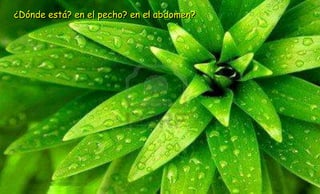 ¿Dónde está? en el pecho? en el abdomen?
 