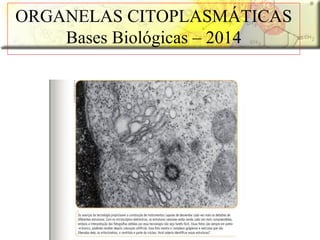 ORGANELAS CITOPLASMÁTICAS
Bases Biológicas – 2014
 
