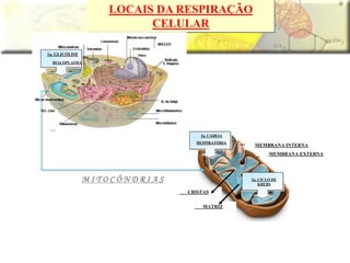 LOCAIS DA RESPIRAÇÃO
CELULAR
CRISTAS
MATRIZ
2a. CICLO DE
KREBS
3a. CADEIA
RESPIRATÓRIA
1a. GLICÓLISE
HIALOPLASMA
M I T O C Ô N D R I A S
MEMBRANA EXTERNA
MEMBRANA INTERNA
 