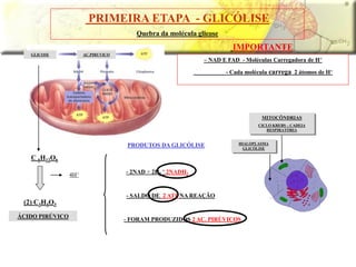 GLICOSE AC.PIRUVICO
PRIMEIRA ETAPA - GLICÓLISE
Quebra da molécula glicose
C 6H12O6
(2) C3H4O3
4H+
– NAD E FAD - Moléculas Carregadora de H+
- Cada molécula carrega 2 átomos de H+
ÁCIDO PIRÚVICO
- 2NAD + 2H2
= 2NADH2
- FORAM PRODUZIDOS 2 AC. PIRÚVICOS
MITOCÔNDRIAS
CICLO KREBS – CADEIA
RESPIRATÓRIA
HIALOPLASMA
GLICÓLISE
IMPORTANTE
- SALDO DE 2 ATP NA REAÇÃO
PRODUTOS DA GLICÓLISE
 