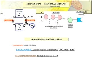 MITOCÔNDRIAS – RESPIRAÇÃO CELULAR
PRODUÇÃO DE ATP
I- GLICÓLISE – Quebra da glicose
II- CICLO DE KREBS - Conjunto de reações que formam CO2 - H2O - NADH2 - FADH2
III- CADEIA RESPIRATÓRIA – Produção de moléculas de ATP
ETAPAS DA RESPIRAÇÃO CELULAR
3 - FOSFATOS
PENTOSE
RIBOSE
BASE NITOGENADA
ADENINA
LIGAÇÕES RICAS EM ENERGIA
CALORÍFICA
A
T
P
 