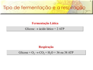 Tipo de fermentação e a respiração
Glicose  ácido lático + 2 ATP
Fermentação Lática
Glicose + O2  CO2 + H2O + 36 ou 38 ATP
Respiração
 