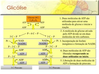 P ~ 6 C ~ P
3 C Piruvato 3 C Piruvato
Glicólise
Glicose (6C)
C6H12O6
ADP
ATP
ADP
ATP
1. Duas moléculas de ATP são
utilizadas para ativar uma
molécula de glicose e iniciar a
reação.
3 C ~ P 3 C ~ P
2. A molécula de glicose ativada
pelo ATP divide-se em duas
moléculas de três carbonos.
PiPi NAD
P ~ 3 C ~ P
NADH
NAD
P ~ 3 C ~ P
NADH
3. Incorporação de fosfato
inorgânico e formação de NADH.
P ~ 3 C
ADP
ATP
P ~ 3 C
ADP
ATP
4. Duas moléculas de ATP são
liberadas recuperando as
duas utilizadas no início.
ADP
ATP
ADP
ATP
5. Liberação de duas moléculas de
ATP e formação de piruvato.
 