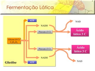 Glicólise
Fermentação Lática
Glicose (6 C)
C6H12O6
ATP
ATP
Piruvato (3 C)
Piruvato (3 C)
NADH
NADH
Ácido
lático 3 C
NAD
Ácido
lático 3 C
NAD
 