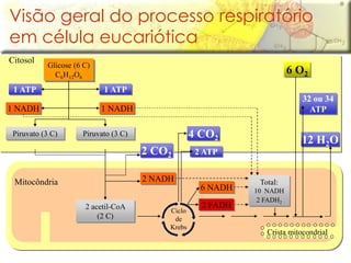Citosol
Crista mitocondrial
Mitocôndria
Glicose (6 C)
C6H12O6
Total:
10 NADH
2 FADH2
1 ATP1 ATP
1 NADH 1 NADH
Piruvato (3 C)Piruvato (3 C)
6 O2
12 H2O
32 ou 34
ATP
6 NADH
2 FADH
2 ATP
4 CO2
2 CO2
2 NADH
2 acetil-CoA
(2 C)
Ciclo
de
Krebs
Visão geral do processo respiratório
em célula eucariótica
 