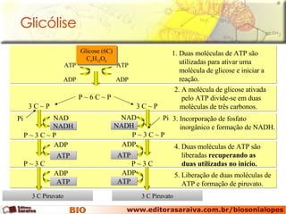 Glicólise 1. Duas moléculas de ATP são utilizadas para ativar uma molécula de glicose e iniciar a reação. 2. A molécula de glicose ativada pelo ATP divide-se em duas moléculas de três carbonos.  3. Incorporação de fosfato  inorgânico e formação de NADH. 4. Duas moléculas de ATP são liberadas  recuperando as duas utilizadas no início. 5. Liberação de duas moléculas de ATP e formação de piruvato. P ~ 6 C ~ P 3 C Piruvato 3 C Piruvato Glicose (6C) C 6 H 12 O 6 ADP ATP ADP ATP 3 C ~ P   3 C ~ P   Pi Pi NAD P ~ 3 C ~ P NADH NAD P ~ 3 C ~ P NADH P ~ 3 C ADP ATP P ~ 3 C ADP ATP ADP ATP ADP ATP 