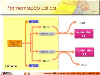 Fermentação Lática Glicose (6 C) C 6 H 12 O 6 Glicólise ATP ATP Piruvato (3 C) Piruvato (3 C) NADH NADH Ácido lático 3 C NAD Ácido lático 3 C NAD 