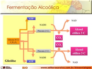 Fermentação Alcoólica Glicose (6 C) C 6 H 12 O 6 Glicólise ATP ATP Piruvato (3 C) Piruvato (3 C) NADH NADH CO 2 CO 2 Álcool etílico 3 C Álcool etílico 3 C NAD NAD 