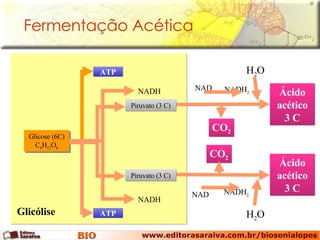 Fermentação Acética Glicose (6C) C 6 H 12 O 6 Glicólise ATP ATP NADH NADH Ácido acético 3 C CO 2 NAD NADH 2 H 2 O Ácido acético 3 C CO 2 NAD NADH 2 H 2 O Piruvato (3 C) Piruvato (3 C) 
