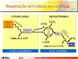 Glicose (6 C) C 6 H 12 O 6 FASE ANAERÓBIA FASE AERÓBIA Respiração em célula eucariótica MITOCÔNDRIA CITOPLASMA 2   CO 2 Ciclo de Krebs 4   CO 2 2 ATP H 2 6 H 2 O  CADEIA RESPIRATÓRIA Saldo de 32 ou 34   ATPs 6 O 2 Piruvato (3 C) GLICÓLISE Saldo de 2 ATP 