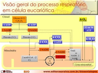 Glicose (6 C) C 6 H 12 O 6 Total:  10  NADH   2 FADH 2   Visão geral do processo respiratório em célula eucariótica Citosol Crista mitocondrial Mitocôndria 1 ATP 1 ATP 1 NADH 1 NADH Piruvato (3 C)  Piruvato (3 C)  6 O 2 6 H 2 O 32 ou 34 ATP 6 NADH 2 FADH 2 ATP 4 CO 2 2 CO 2 2 NADH 2 acetil-CoA  (2 C) Ciclo de Krebs 