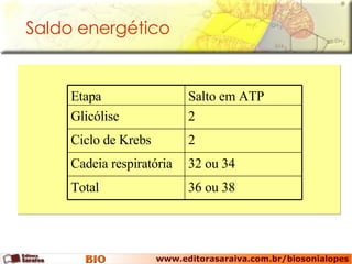 Saldo energético  36 ou 38 Total 32 ou 34 Cadeia respiratória 2 Ciclo de Krebs 2 Glicólise Salto em ATP Etapa 
