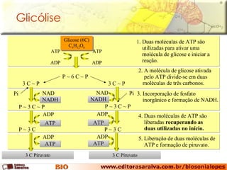 Glicólise 1. Duas moléculas de ATP são utilizadas para ativar uma molécula de glicose e iniciar a reação. 2. A molécula de glicose ativada pelo ATP divide-se em duas moléculas de três carbonos.  3. Incorporação de fosfato  inorgânico e formação de NADH. 4. Duas moléculas de ATP são liberadas  recuperando as duas utilizadas no início. 5. Liberação de duas moléculas de ATP e formação de piruvato. P ~ 6 C ~ P 3 C Piruvato 3 C Piruvato Glicose (6C) C 6 H 12 O 6 ADP ATP ADP ATP 3 C ~ P   3 C ~ P   Pi Pi NAD P ~ 3 C ~ P NADH NAD P ~ 3 C ~ P NADH P ~ 3 C ADP ATP P ~ 3 C ADP ATP ADP ATP ADP ATP 
