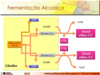Fermentação Alcoólica Glicose (6 C) C 6 H 12 O 6 Glicólise ATP ATP Piruvato (3 C) Piruvato (3 C) NADH NADH CO 2 CO 2 Álcool etílico 3 C Álcool etílico 3 C NAD NAD 