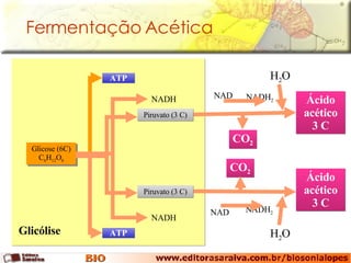 Fermentação Acética Glicose (6C) C 6 H 12 O 6 Glicólise ATP ATP NADH NADH Ácido acético 3 C CO 2 NAD NADH 2 H 2 O Ácido acético 3 C CO 2 NAD NADH 2 H 2 O Piruvato (3 C) Piruvato (3 C) 