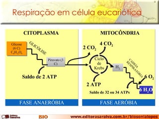 Glicose (6 C) C 6 H 12 O 6 FASE ANAERÓBIA FASE AERÓBIA Respiração em célula eucariótica MITOCÔNDRIA CITOPLASMA 2   CO 2 Ciclo de Krebs 4   CO 2 2 ATP H 2 6 H 2 O  CADEIA RESPIRATÓRIA Saldo de 32 ou 34   ATPs 6 O 2 Piruvato (3 C) GLICÓLISE Saldo de 2 ATP 