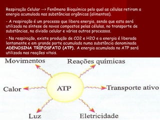 Respiração Celular --> Fenômeno Bioquímico pelo qual as células retiram a energia acumulada nas substâncias orgânicas (alimentos). - A respiração é um processo que libera energia, sendo que esta será utilizada na síntese de novos compostos pelas células, no transporte de substâncias, na divisão celular e vários outros processos. - Na respiração, existe produção de CO2 e H2O e a energia é liberada lentamente e em grande parte acumulada numa substância denominada  ADENOSINA TRIFOSFATO (ATP).  A energia acumulada no ATP será utilizada nas reações vitais. 