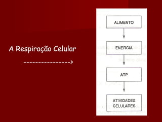 A Respiração Celular ----------------> 