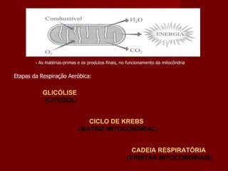 - As matérias-primas e os produtos finais, no funcionamento da mitocôndria Etapas da Respiração Aeróbica: GLICÓLISE   (CITOSOL) CICLO DE KREBS   (MATRIZ MITOCONDRIAL) CADEIA RESPIRATÓRIA (CRISTAS MITOCONDRIAIS) 