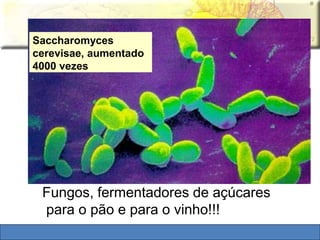 Saccharomyces 
cerevisae, aumentado 
4000 vezes 
Fungos, fermentadores de açúcares 
para o pão e para o vinho!!! 
 