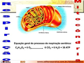 Equação geral do processo de respiração aeróbica: 
C6H12O6 + 6 O2 6 CO2 + 6 H2O + 38 ATP 
 