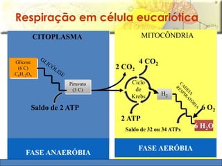 Respiração em célula eucariótica 
CITOPLASMA MITOCÔNDRIA 
Glicose 
(6 C) 
C6H12O6 
2 CO2 
4 CO2 
Ciclo 
de 
Krebs 
2 ATP 
H2 
FASE ANAERÓBIA 
FASE AERÓBIA 
6 H2O 
Saldo de 32 ou 34 ATPs 
6 O2 
Piruvato 
(3 C) 
Saldo de 2 ATP 
 
