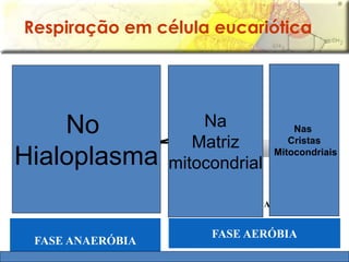 Respiração em célula eucariótica 
Glicose 
(6 C) 
C6H12O6 
2 CO2 
4 CO2 
Ciclo 
de 
Krebs 
2 ATP 
H2 
No 
Hialoplasma 
FASE ANAERÓBIA 
FASE AERÓBIA 
6 H2O 
Saldo de 32 ou 34 ATPs 
6 O2 
Piruvato 
(3 C) 
Saldo de 2 ATP 
Nas 
Cristas 
Mitocondriais 
Na 
Matriz 
mitocondrial 
 