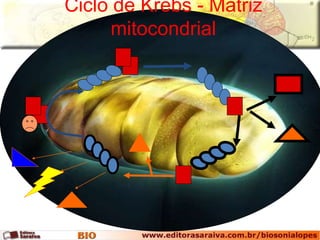 Ciclo de Krebs - Matriz 
mitocondrial 
 