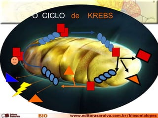 O CICLO de KREBS 
 
