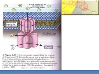 Biologia – vol 1 - Amabis e Martho. Ed Moderna 
 