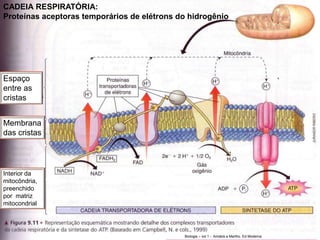 CADEIA RESPIRATÓRIA: 
Proteínas aceptoras temporários de elétrons do hidrogênio 
Biologia – vol 1 - Amabis e Martho. Ed Moderna 
Espaço 
entre as 
cristas 
Membrana 
das cristas 
Interior da 
mitocôndria, 
preenchido 
por matriz 
mitocondrial 
 