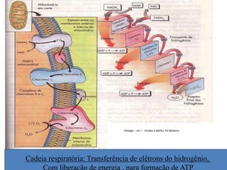 Biologia – vol 1 - Amabis e Martho. Ed Moderna 
Cadeia respiratória: Transferência de elétrons do hidrogênio, 
Com liberação de energia , para formação de ATP 
 