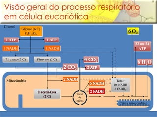 Visão geral do processo respiratório 
em célula eucariótica 
Citosol 
32 ou 34 
ATP 
Crista mitocondrial 
Glicose (6 C) 
C6H12O6 
Mitocôndria 
Total: 
10 NADH 
2 FADH2 
1 ATP 1 ATP 
1 NADH 1 NADH 
Piruvato (3 C) Piruvato (3 C) 
6 O2 
6 H2O 
Ciclo 
de 
Krebs 
 