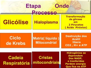 Etapa Onde 
Processo 
Glicólise Hialoplasma 
Transformação 
de glicose 
em 
2 Piruvatos 
( Ácido Pirúvico) 
Ciclo 
de Krebs 
Matriz( líquido ) 
Mitocondrial 
Destruição dos 
Acetil 
libera 
CO2 , H+ e ATP 
Cadeia 
Respiratória 
Cristas 
mitocondriais 
Hidrogênios se 
deprendem 
Dos NADP, 
e tranferidos 
Perdem energia 
Que fica no ATP 
 